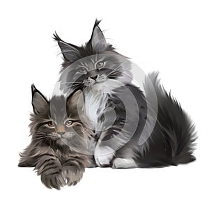 Two furry Maine Coon kittens. Watercolor drawing