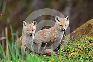 Two fuzzy red fox kits