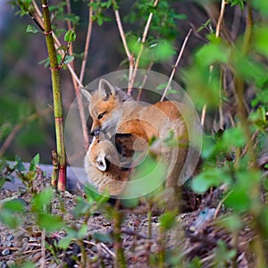 Two fuzzy red fox kits photo