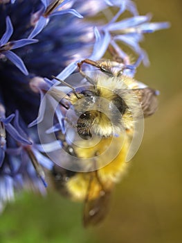 Two fuzzy yellow and black bumblebees on a blue allium flower