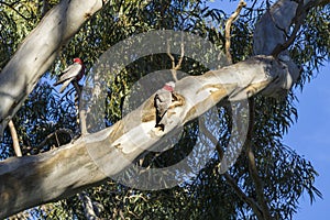 Two galah`s in a tree