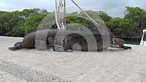 Two Galapagos iguanas fighting on the wharf on Santa Cruz Island.