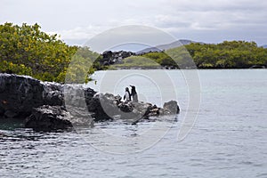 Two Galapagos penguins standing on lava rocky island off Puerto Villamil