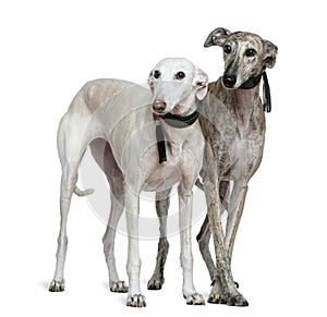 Two Galgo espanol dogs, standing photo