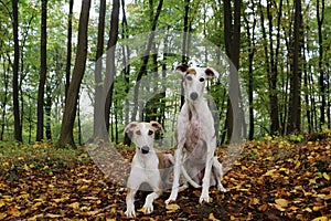 Two galgos are together in an autumn forest photo