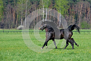 Two galloping horses