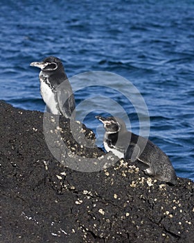 Two GalÃÂ¡pagos penguins Spheniscus mendiculus photo