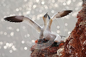 Two gannets. Bird landind to the nest with female sitting on the egs. Wildlife scene from nature. Sea bird on the rock cliff.