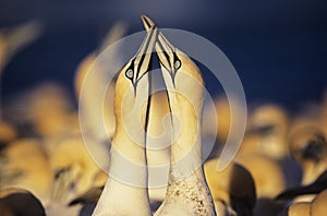 Two Gannets courting near colony