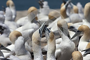 Two gannets crossing their beaks