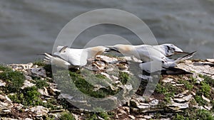 two gannets fighting on cliff top