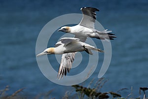 Two gannets in flight over clifftops