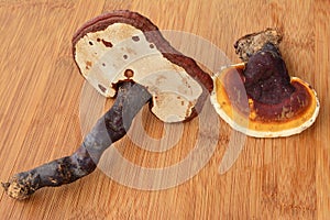 Two Ganoderma lucidum mushrooms