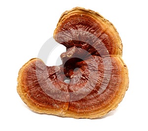 Two Ganoderma lucidum mushrooms. photo