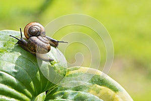 Two garden snails crawl in different directions on a green leaf