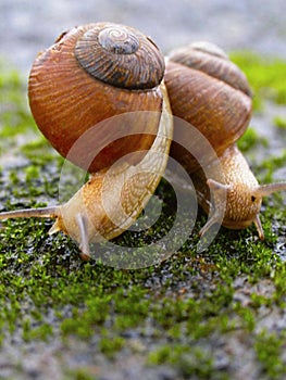 Two Garden snails, Helix aspersa