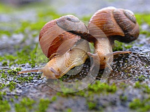 Two Garden snails, Helix aspersa