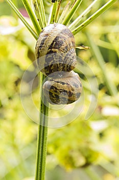 Two garden snails, helix aspersa, copulating on a stalk, macro.