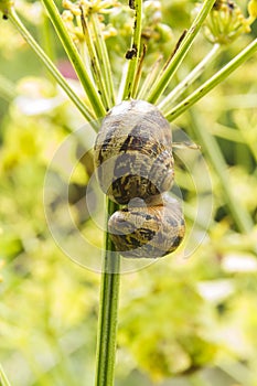 Two garden snails, helix aspersa, copulating on a stalk, macro.