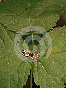 two garden snails on a leaf