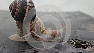 Two garden snails moving slowly