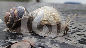 Two garden snails moving slowly