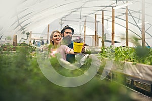 Two gardeners look at beautiful flower in yellow pot. Brutal man in fedora hat with long beard hugging smiling blond
