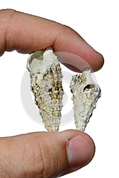 Two gastropod snail seashells held between adult man left index finger and thumb on white background