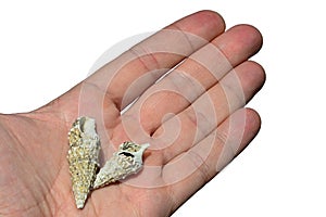 Two gastropod snail seashells held on adult man palm, white background