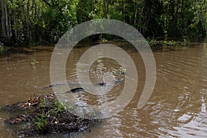 Two gators swimming in murky water in a swamp