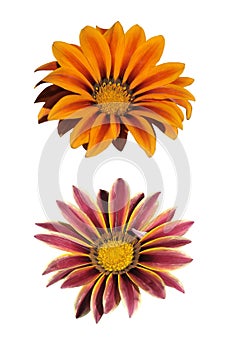 Two gazania isolated on white