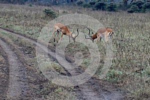 Two gazelles fight with each other in a lush meadow next to a rural dirt road
