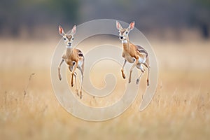 two gazelles jumping in unison in a field