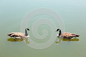 Two Geese