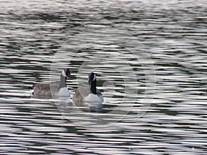 Two geese adoring in rippled waters