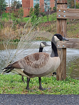 Two Geese at Broker Pond on the campus of UNC Charlotte in Charlotte, NC photo