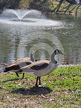 Two Geese at Broker Pond on the campus of UNC Charlotte in Charlotte, NC photo
