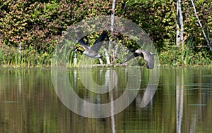 Two Geese Fly Across Tranquil Lake