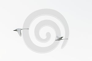 Two Swans Flying on Serene White Background