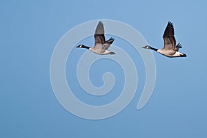 Two Geese Flying In Unison