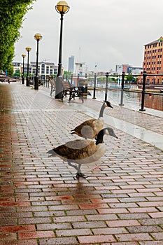 Two geese happily strolling along the footpath at Salford Quays