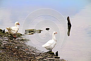 Two geese on the lake photo