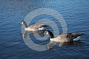 Two geese on the lake