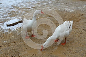 Two geese in the mud