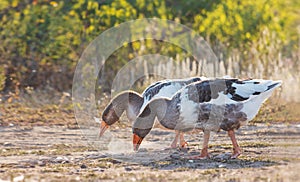 two geese nibbling the grass on a dusty road