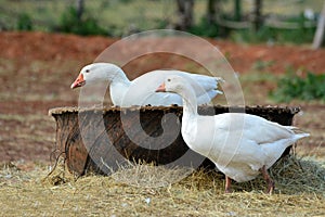 Two geese on a poultry farm