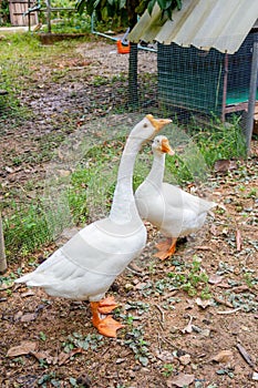 Two geese in rural farm