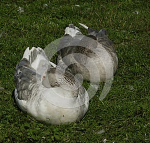 Two geese sleeping on the grass