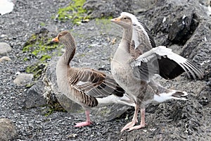 Two geese standing