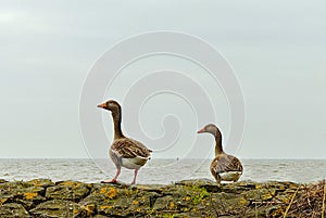 Two geese stroll on a stone wall next to the water.